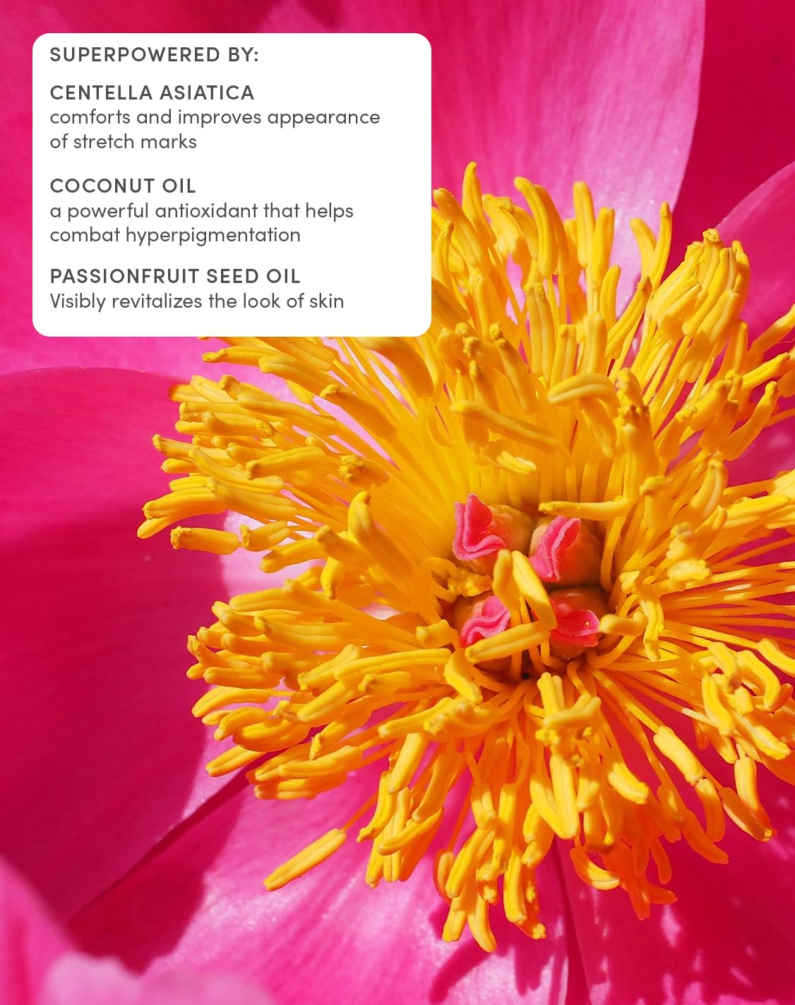 Evereden Belly Serum, Stretch Mark Oil for Pregnancy & Postpartum, Vegan