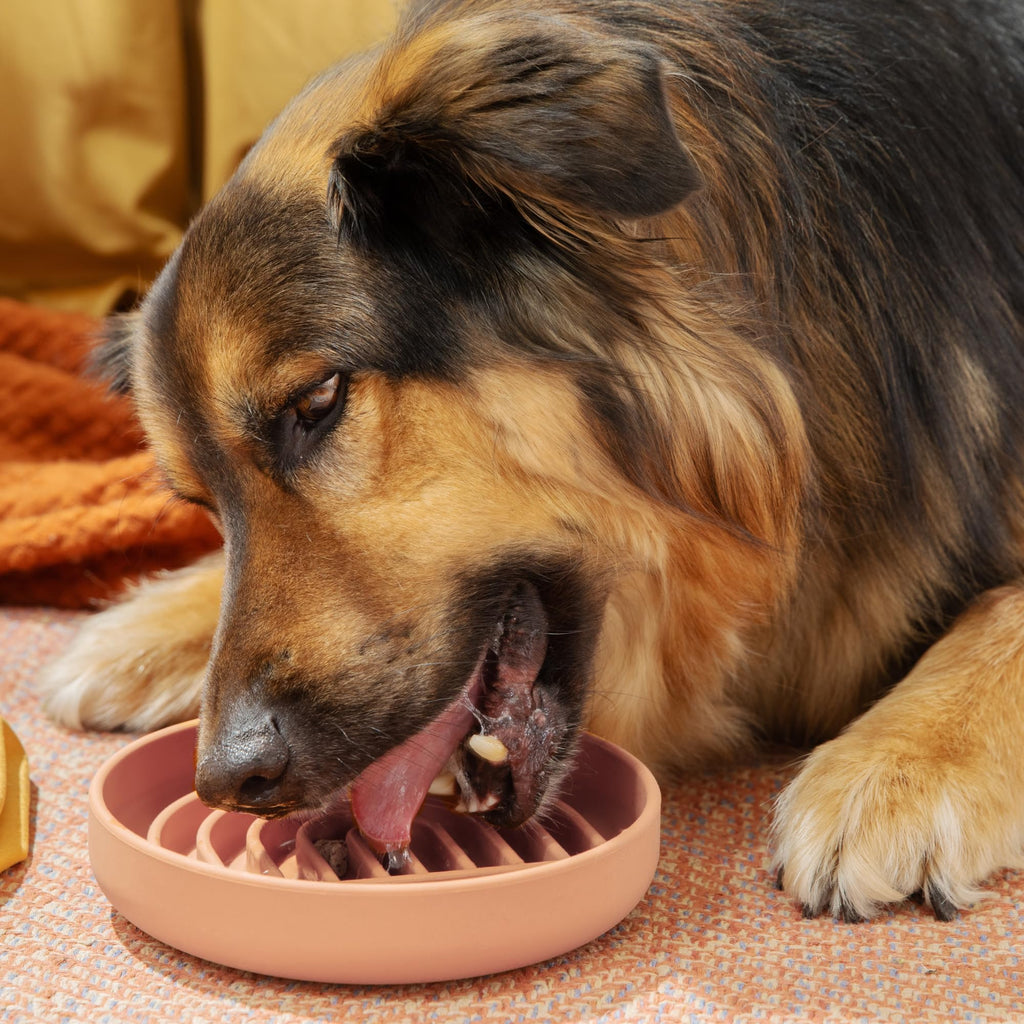 Should We Go? Slow Feeder Dog Bowls - Medium Size Silicone Slow Eating Dog Bowl for Puppies & Dogs with Suction Cup -Dishwasher-Safe, Lick Mat Design, Reduces Gulping,for All Breeds,7.5”x1.5”- Blush