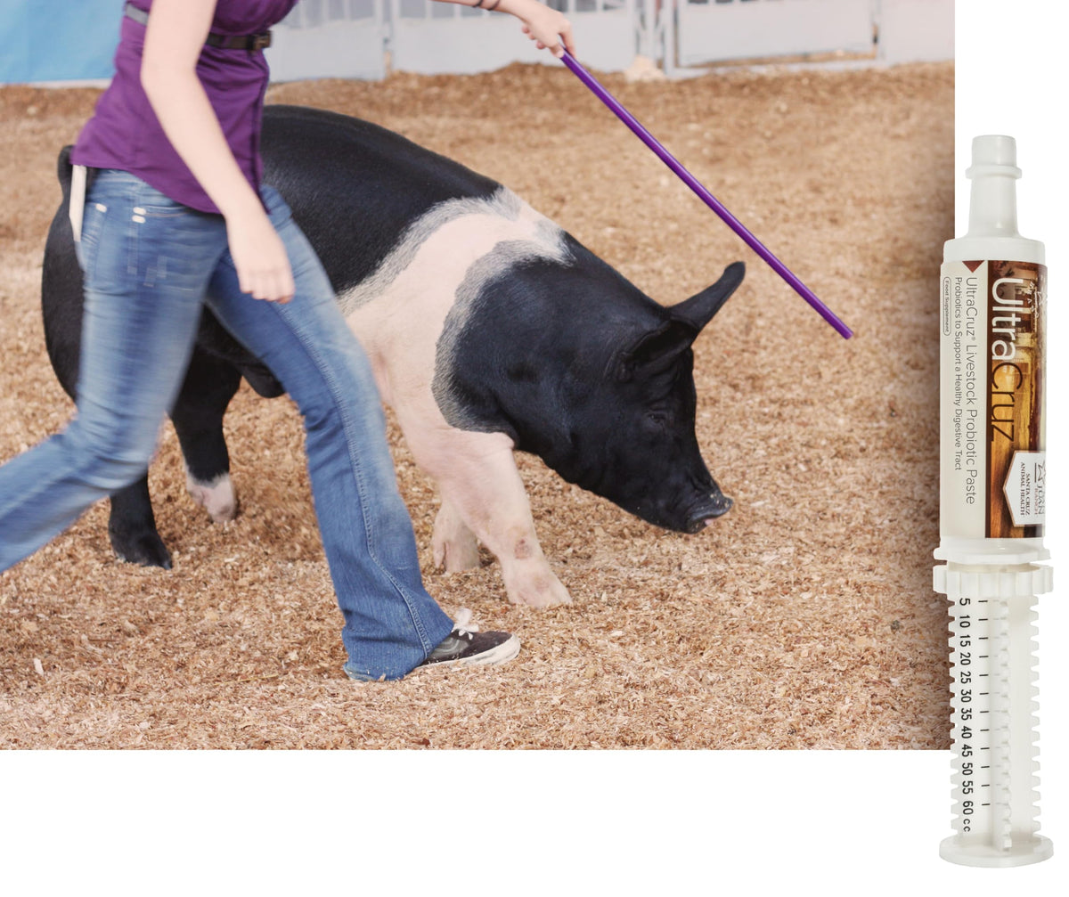 Probiotic Paste for Cattle, Goats, Sheep, and Pigs UC 60 ml, Paste, 4 Day Supply
