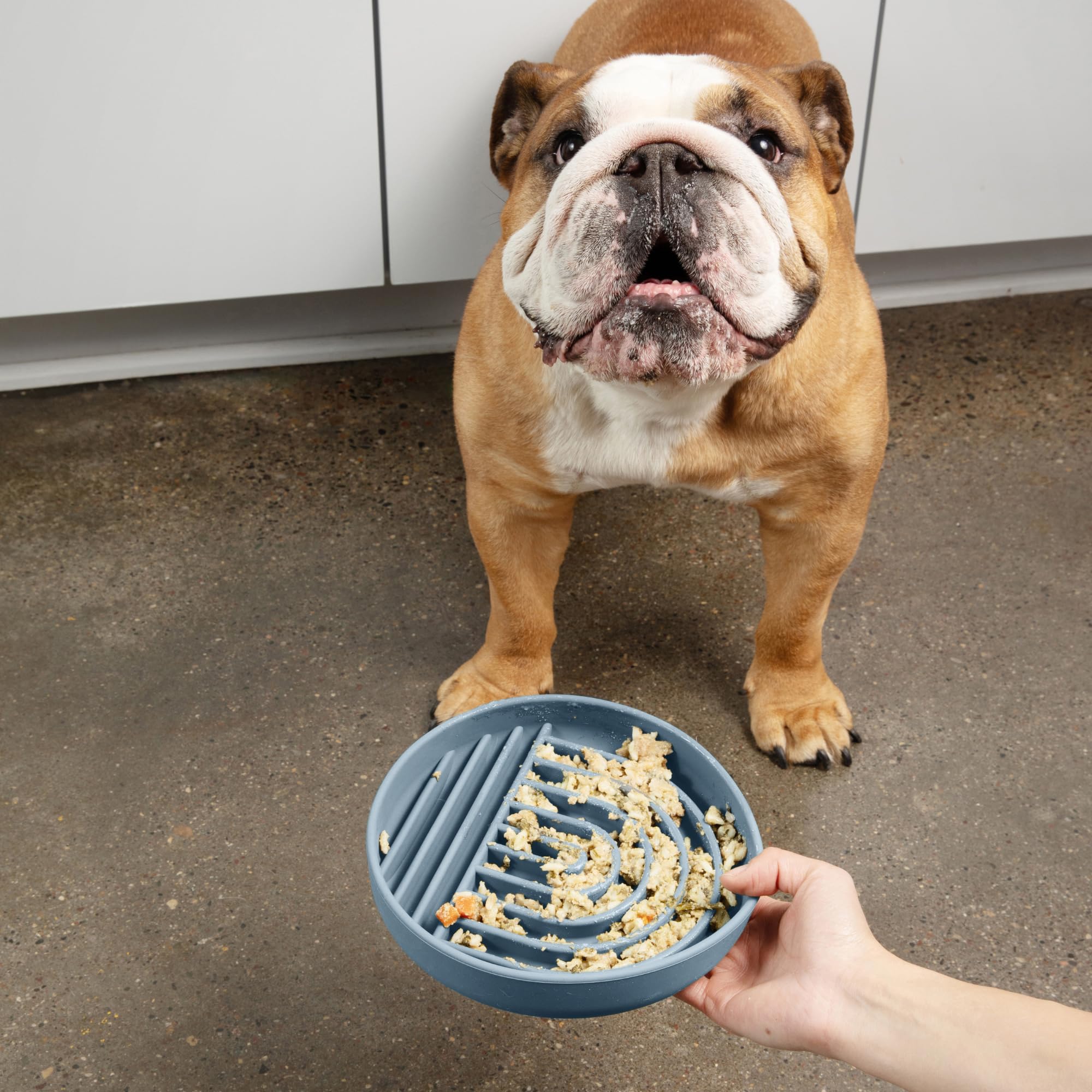 Should We Go? Slow Feeder Dog Bowls - Medium Size Silicone Slow Eating Dog Bowl for Puppies & Dogs with Suction Cup -Dishwasher-Safe, Lick Mat Design, Reduces Gulping,for All Breeds,7.5”x1.5”- Ocean