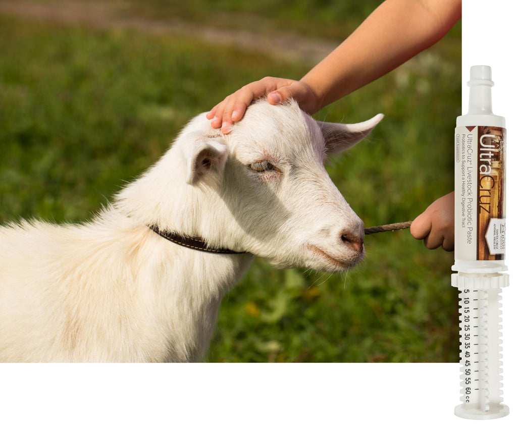 Probiotic Paste for Cattle, Goats, Sheep, and Pigs UC 60 ml, Paste, 4 Day Supply
